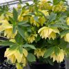 Helleborus Golden Discovery
